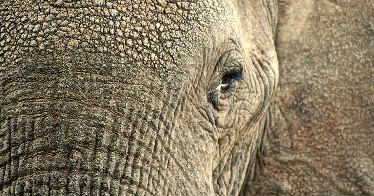 сафари в Кения - слон