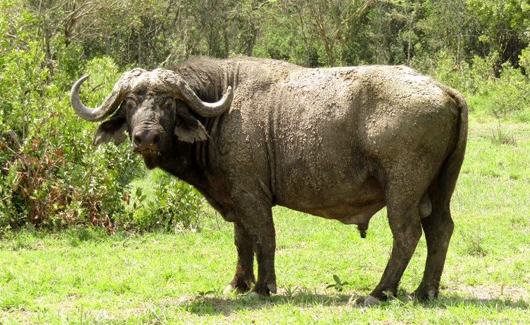 Бивол - сафари в кения